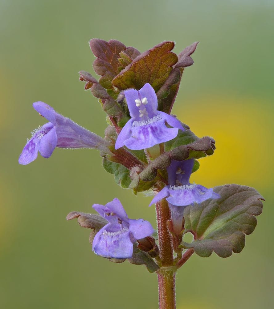 Glechoma hederacea